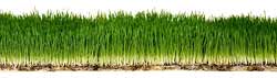 Зеленую декоративную траву можно выращивать на подоконнике